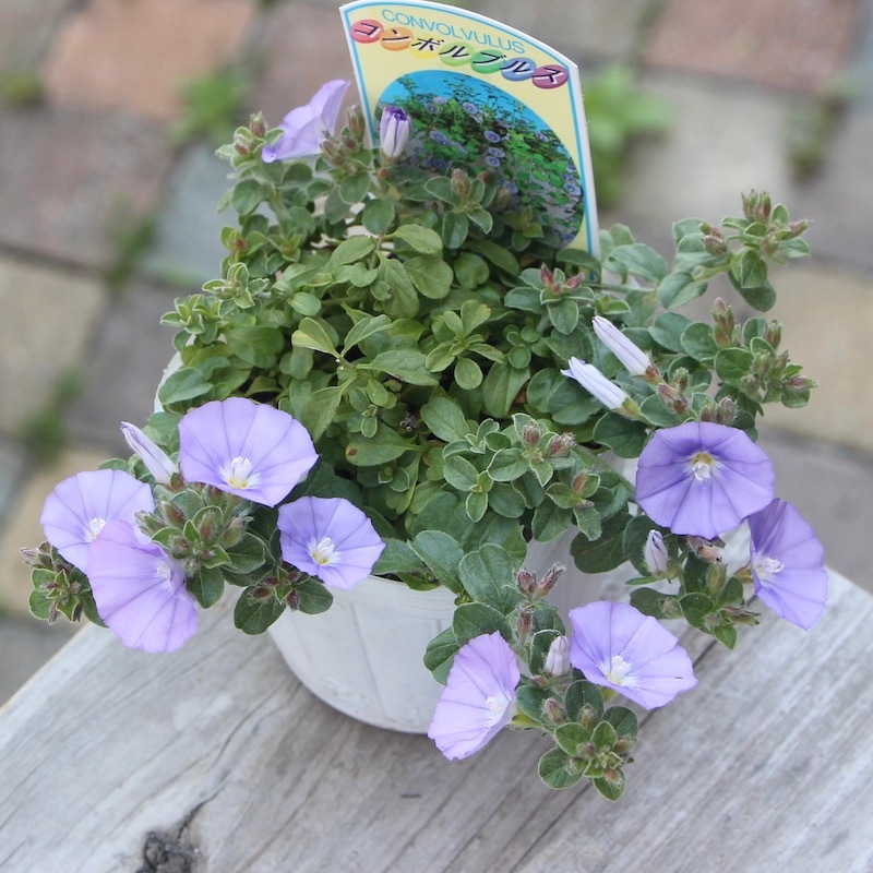 ボリューム満点☆コンボルブルス・ブルーカーペット(3.5号ポット)