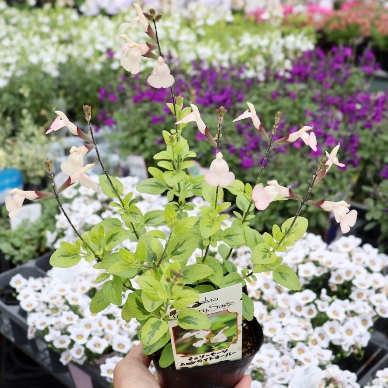 希少品種!! チェリーセージライム「ムーンライトオーバー」(3号ポット)