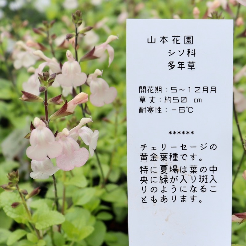 希少品種!! チェリーセージライム「ムーンライトオーバー」(3号ポット) 