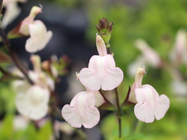 希少品種!! チェリーセージライム「ムーンライトオーバー」(3号ポット) 