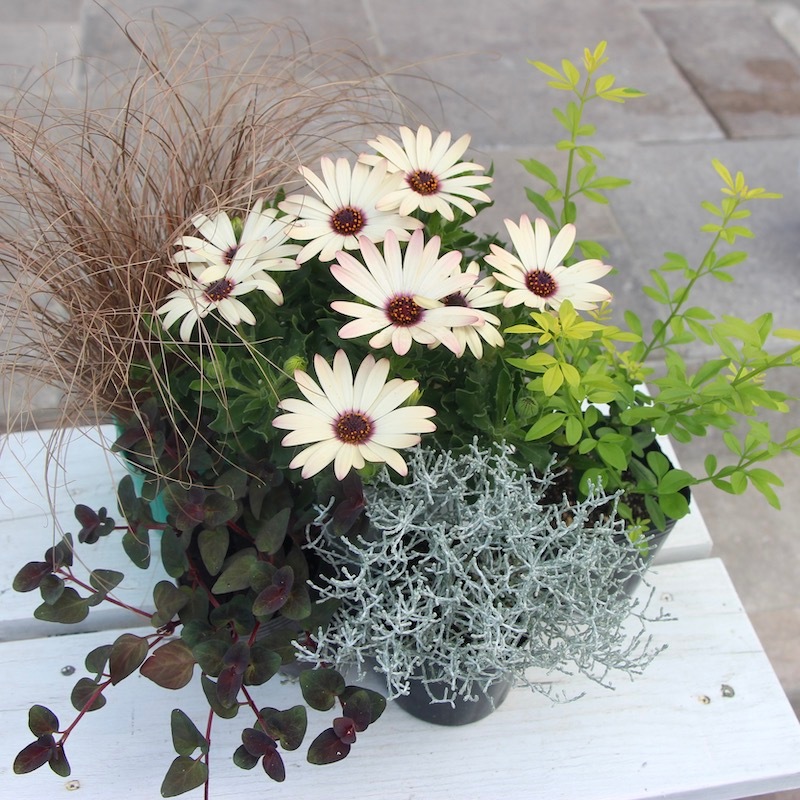 トラスト 草花の苗 リシマキア ペルシャンチョコレート3号ポット