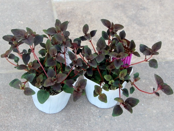 リシマキア ペルシャンチョコレート