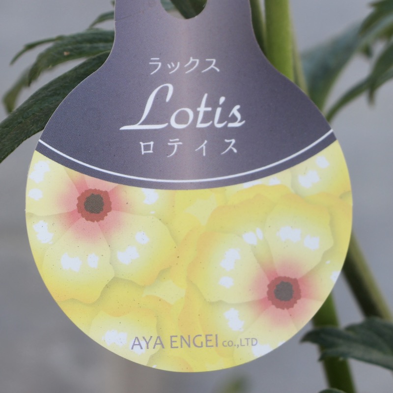 現品1点限り!!ラナンキュラス・ラックス「ロテイス」5号鉢