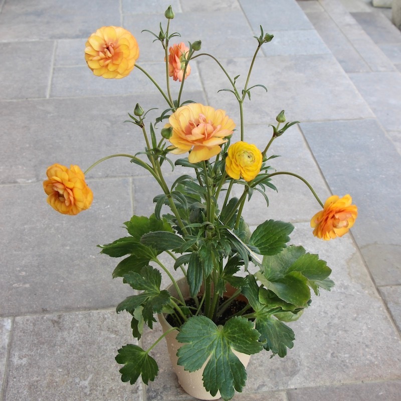 ラナンキュラス　ラックス　5鉢 ラナンキュラス ラックス 5種5鉢 ガーデニング 【公式通販】