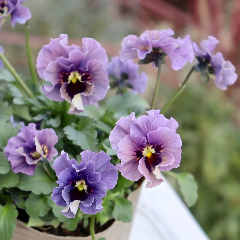ビオラレディ 希少苗 ブルー系 石川園芸 ビオラ フリル