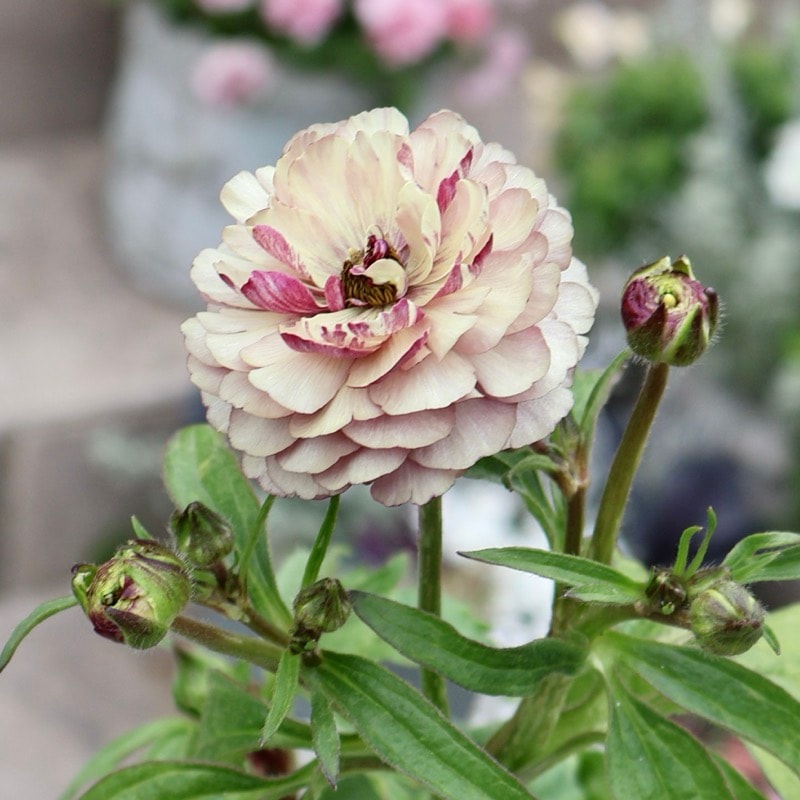 画像(最後の7枚)の現品いずれか☆ラナンキュラス・ラックス