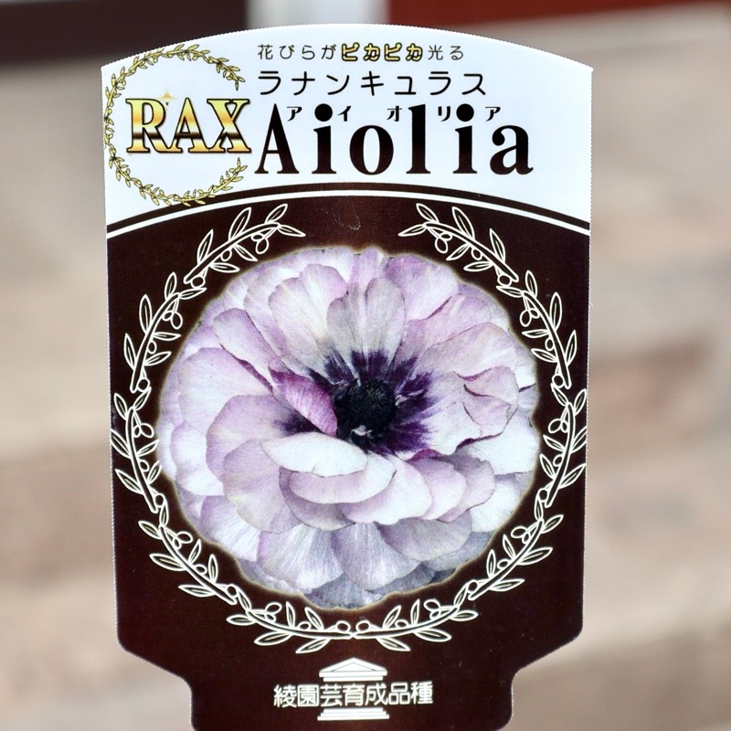 ラスト!!画像(最後の5枚)の現品1株のみ☆ラナンキュラス・ラックス