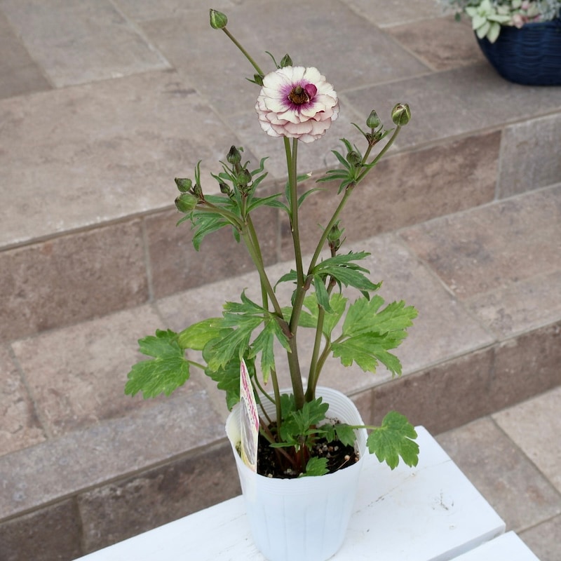 ラナンキュラス ラックス『アイオリア』1苗 土を落とさずポット苗の