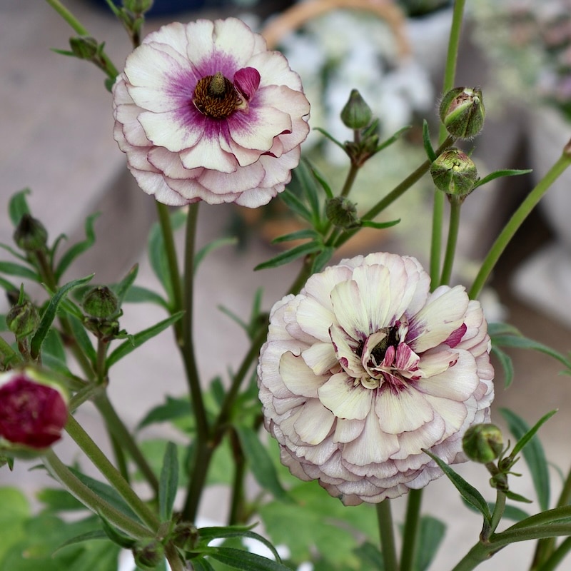 画像(最初の8枚)の現品いずれか☆ラナンキュラス・ラックス