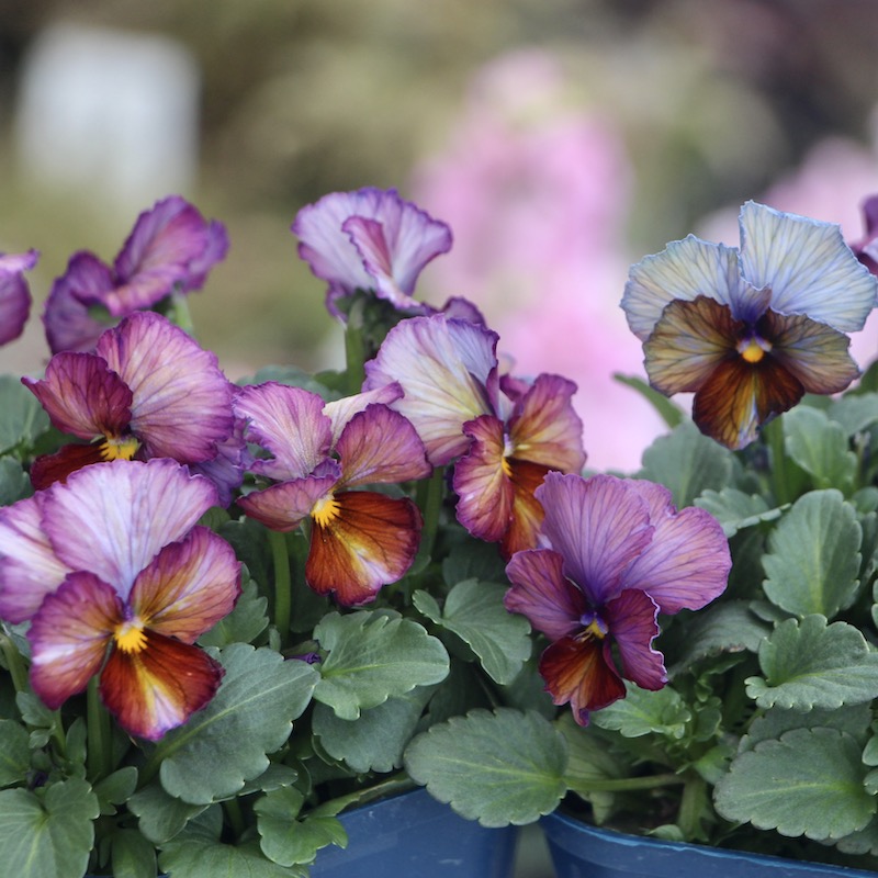 No.71【のりちゃんさま専用】レアデザイン ボルドー シェアードヌートリア？ 現品☆サトウ園芸さんのビオラ・ヌーヴェルヴァーグ☆10周年