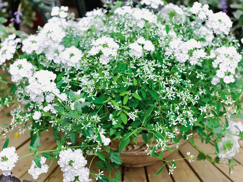 バーナベの花 11_000000005998.jpg?1743864867
