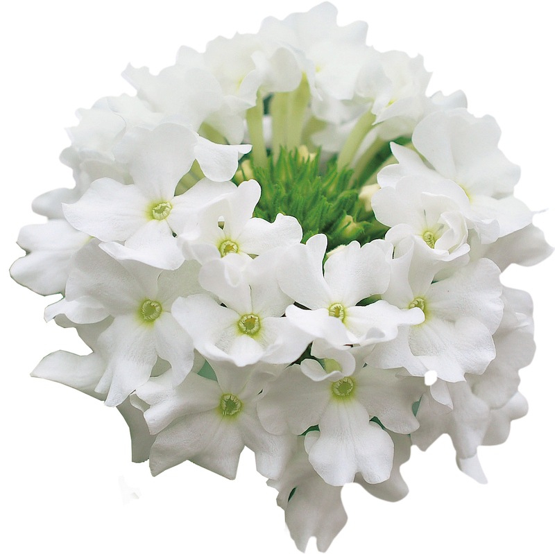 PWブランドのバーベナ☆スーパーベナ「ホワイト」