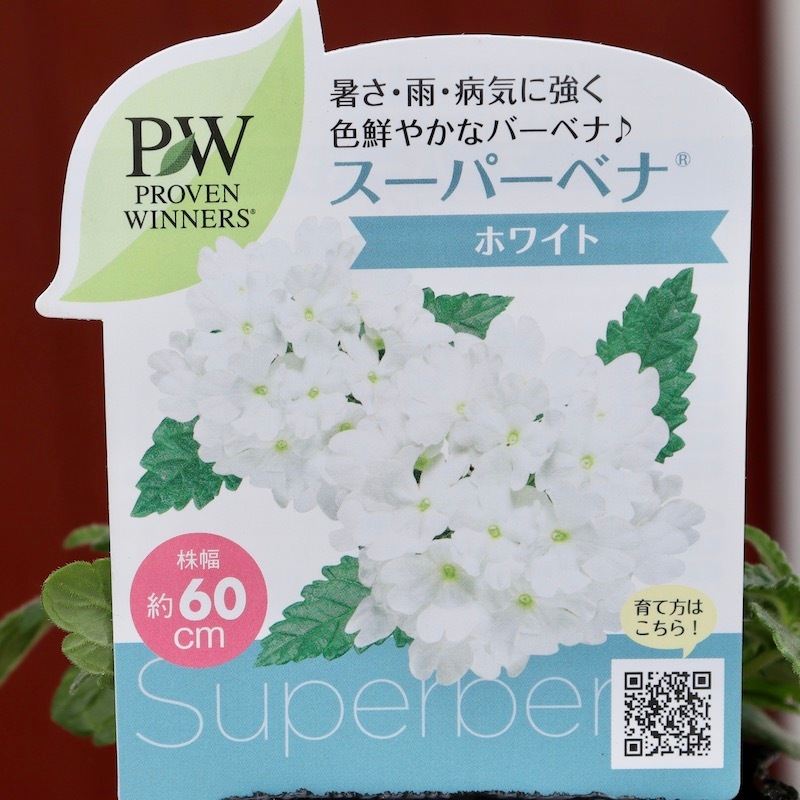 PWブランドのバーベナ☆スーパーベナ「ホワイト」