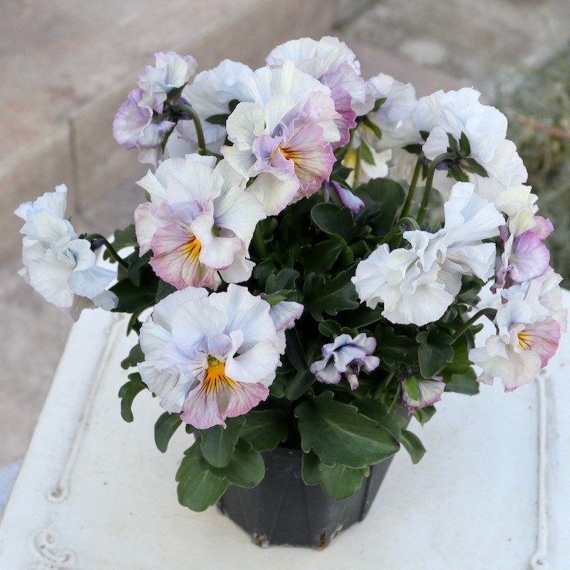 画像と同じ色の花♪1点限り!! 超良株☆桂楓園さんのパンジー「フェデ