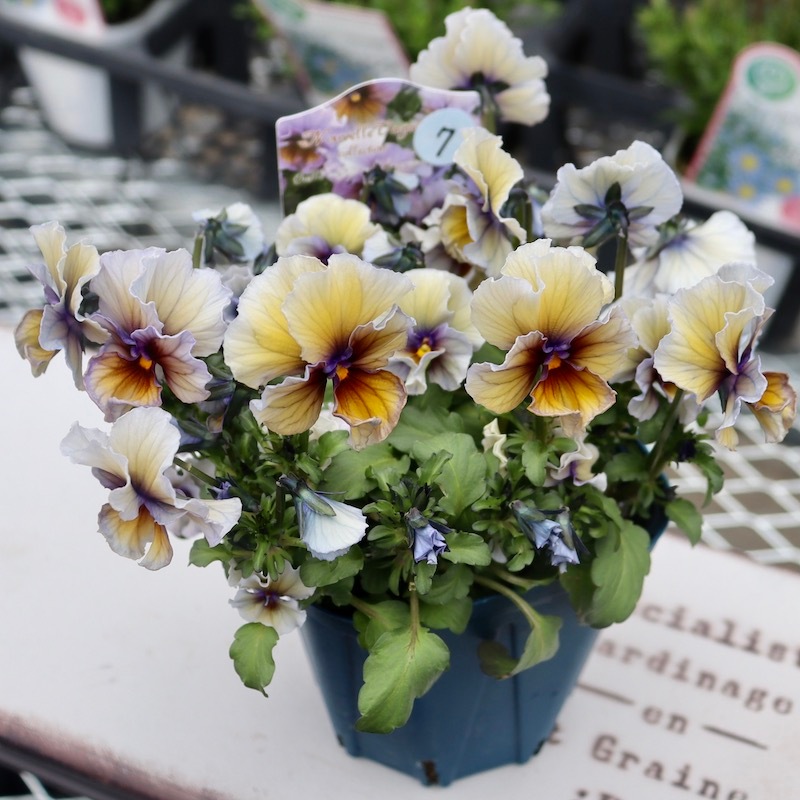 画像で花色を選べる!! サトウ園芸さんのビオラ・ヌーヴェルヴァーグ