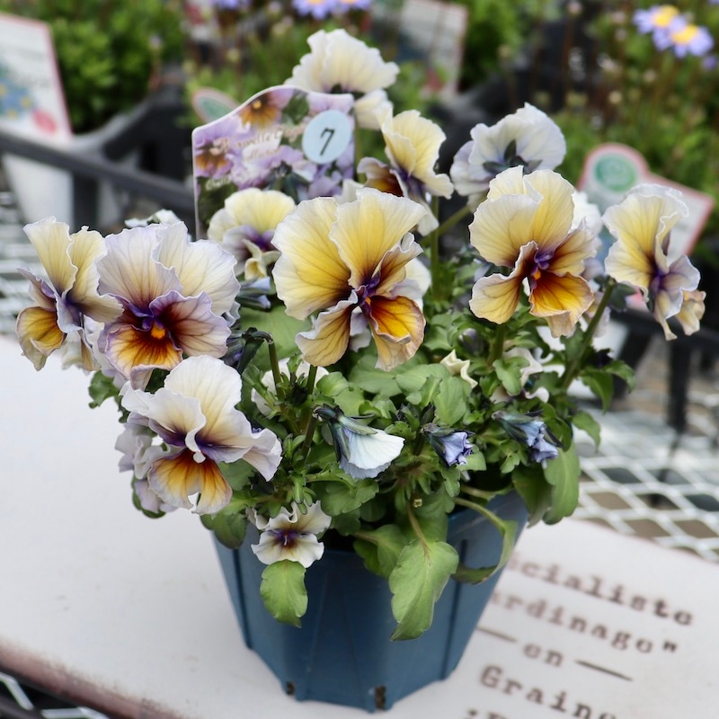 画像で花色を選べる!! サトウ園芸さんのビオラ・ヌーヴェルヴァーグ