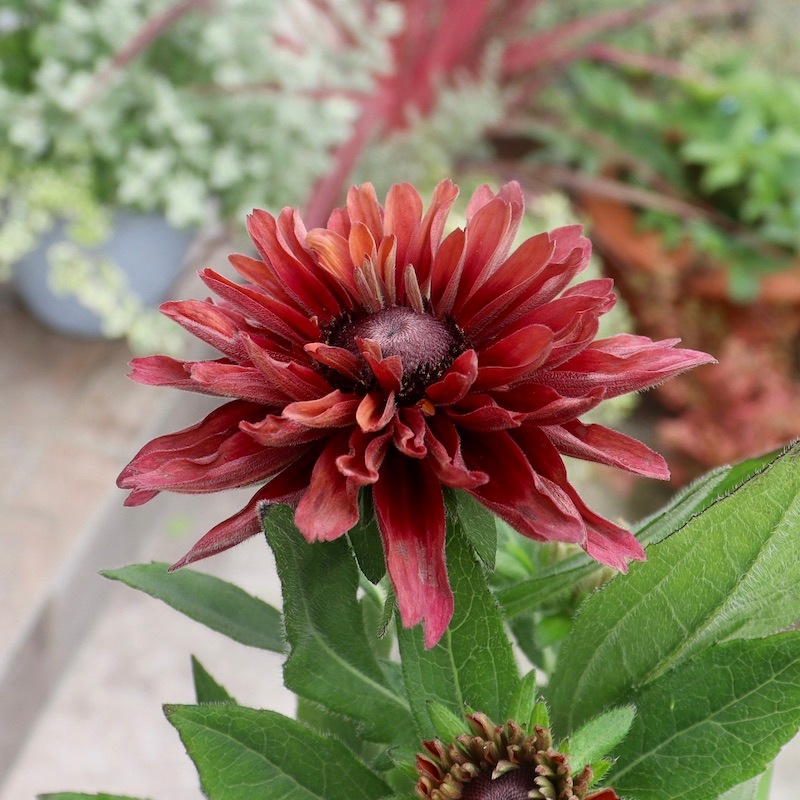 画像の現品!!希少苗☆ルドベキア・キャラメルミックス☆No.27(3.5号ポット)