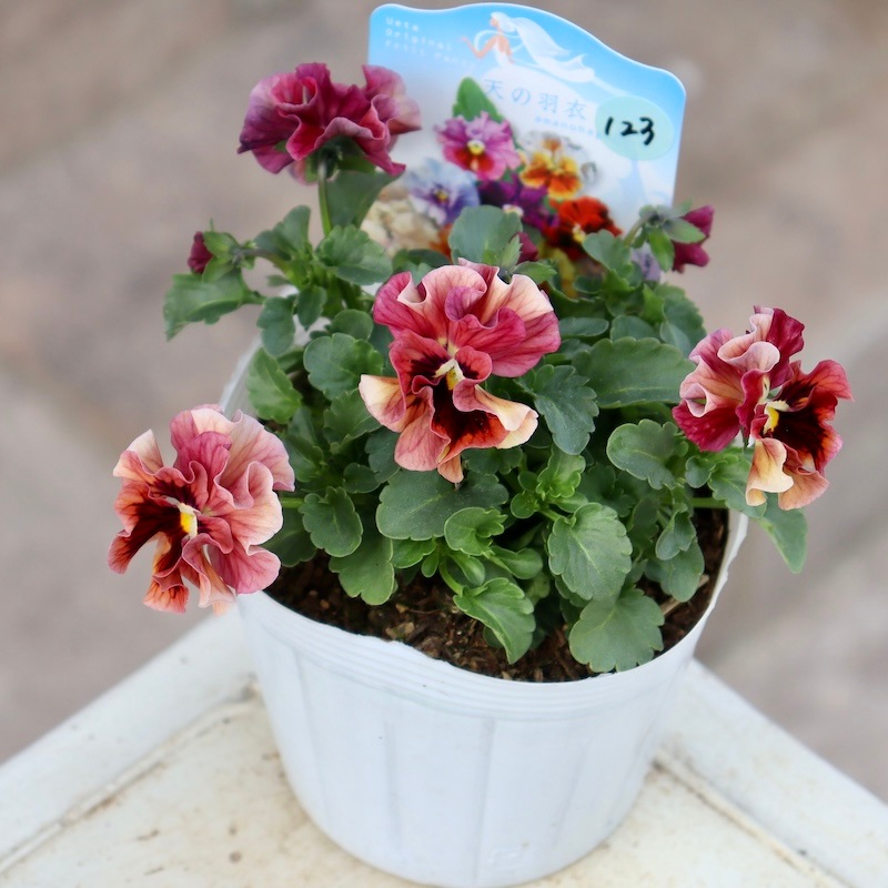 画像で花色を選べる!!植田さんのフリル咲きミニパンジー「天の羽衣」123番
