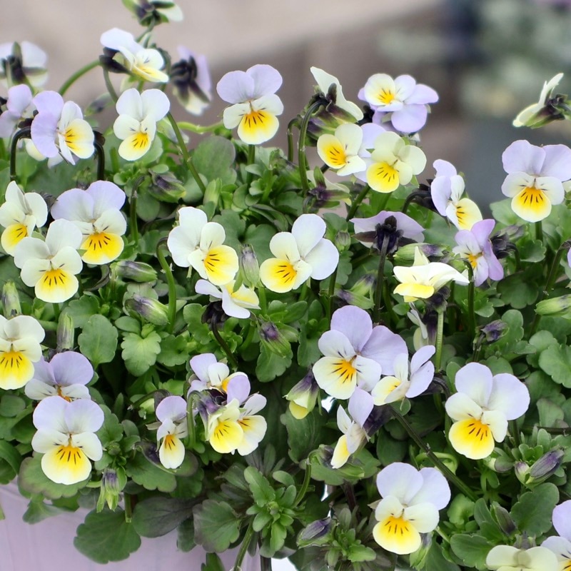 やっと開花♪《今シーズンデビューの新品種》KIRIGUCHIさんの極小輪