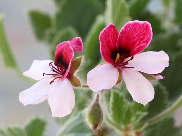 パンジーゼラニューム