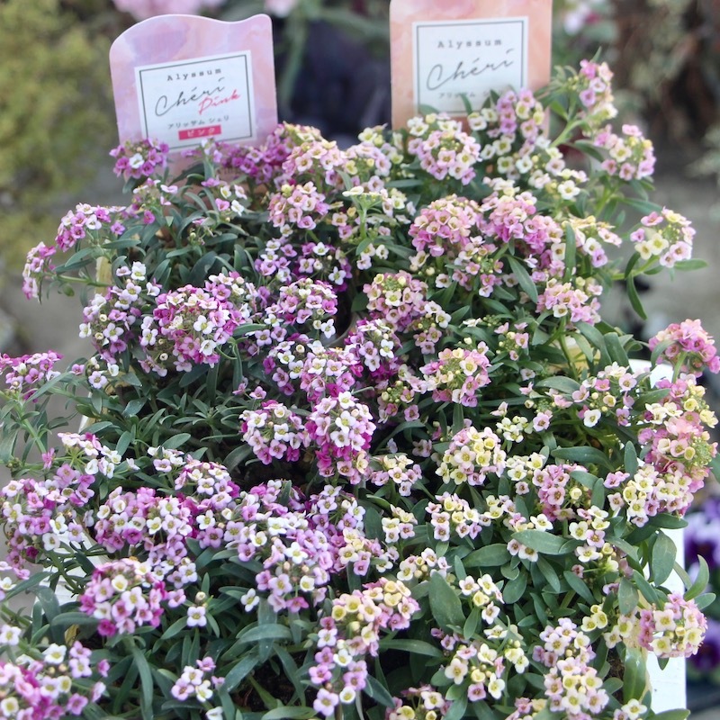 栄養系アリッサム「シェリ・ピンク」(3.5号ポット) 