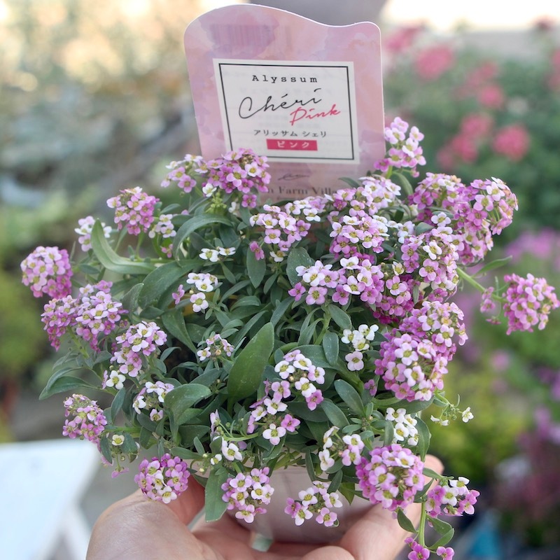 栄養系アリッサム「シェリ・ピンク」(3.5号ポット) 