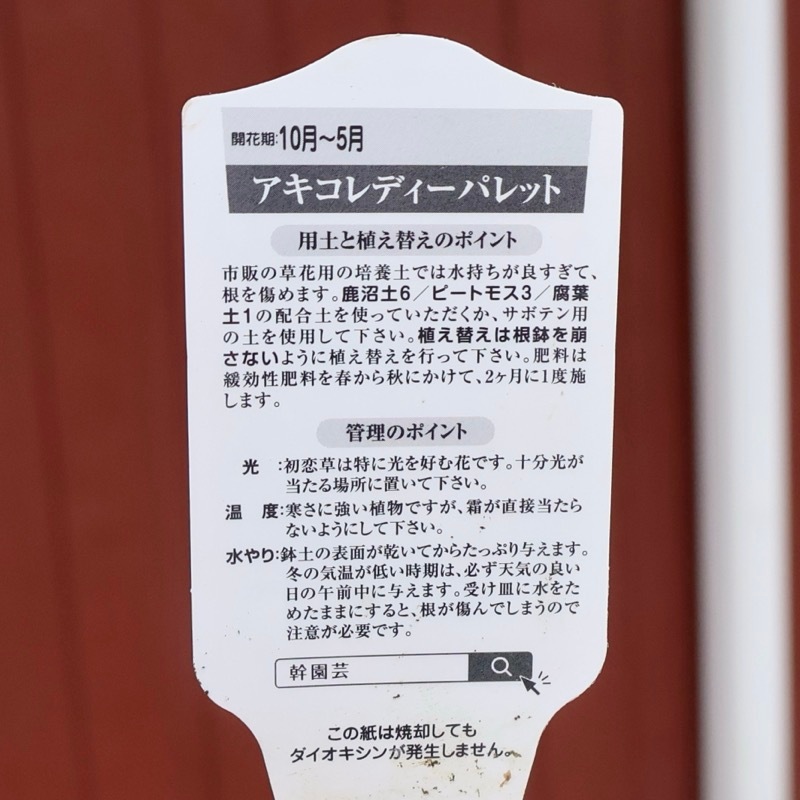 画像の現品いずれか♪初恋草「アキコ・レディーパレット」【3.5号鉢】