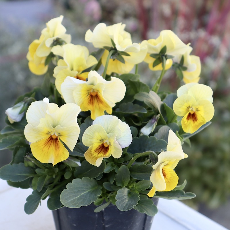 画像の現品1点限り!! 超良株☆桂楓園さんのクリオネパンジー「マジック