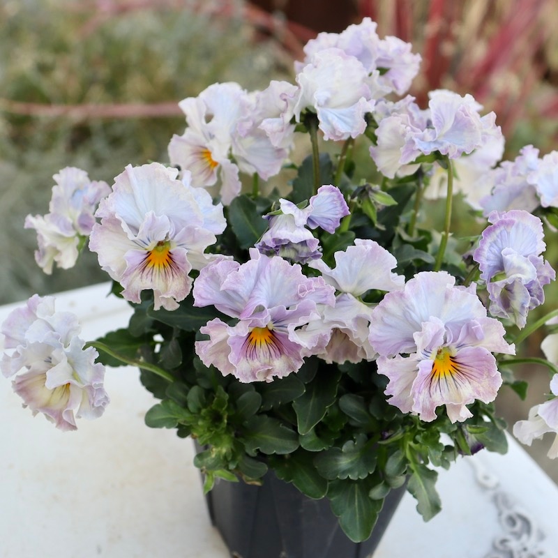 桂楓園　ビオラマジックアワー　レディ　希少苗　３苗セット　ブルー系 桂楓園 ビオラマジックアワー 希少3苗セット ブルービオラレディ