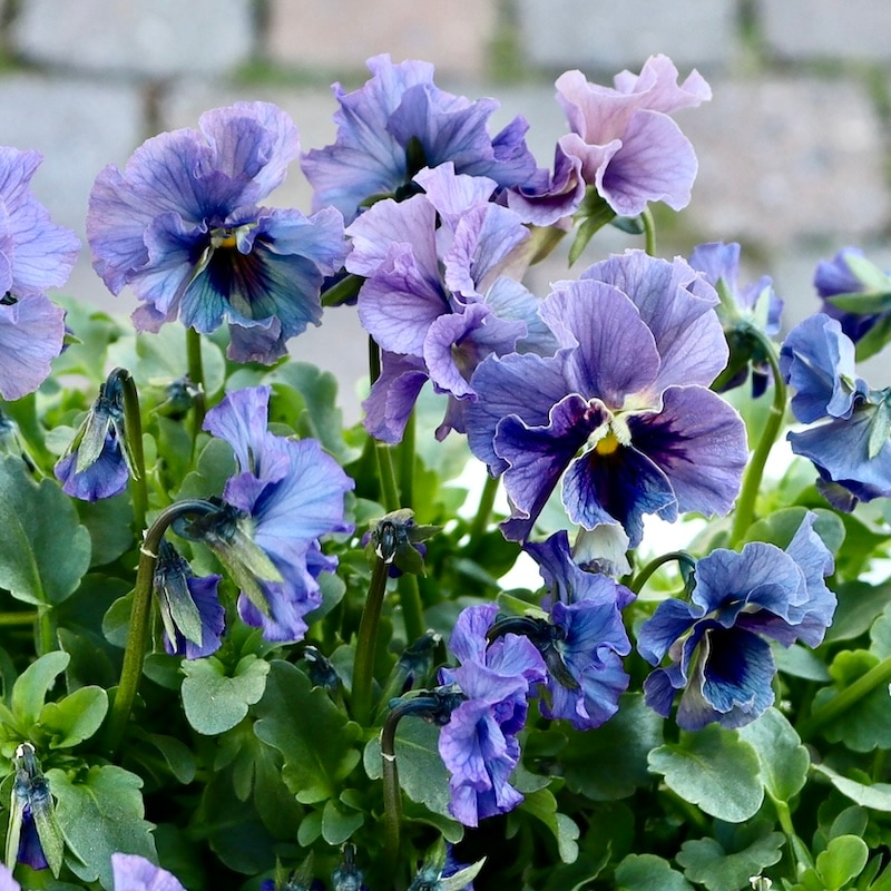 特大☆画像の現品いずれか!! 石川園芸さんのビオラ「レディ