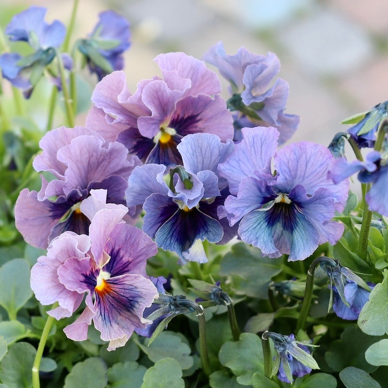 特大☆画像の現品いずれか!! 石川園芸さんのビオラ「レディ