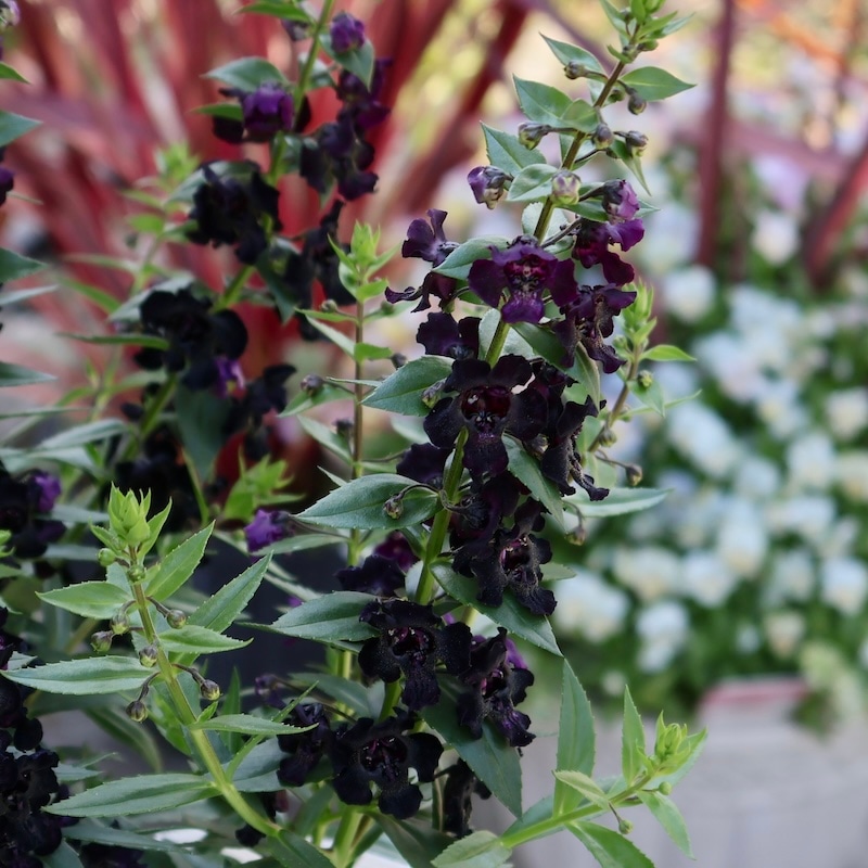 希少品種!!2025年NEW☆アンゲロニア・エンジェルフレア「ブラック