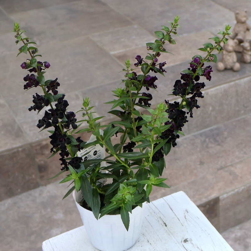 H*読様 【Lj_plants】C223 悪魔BB ブラックアンドブルー 濃黒棘 Yahoo!オークション - アガベ 悪魔BB ブツブツBB ブラックアンドブルー