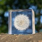 �������Υͥɥ���Sola cube - ����ݥݡ�