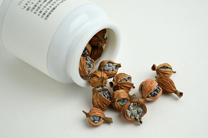 REAL PLANTS 月桃実茶｜恵文社一乗寺店 オンラインショップ