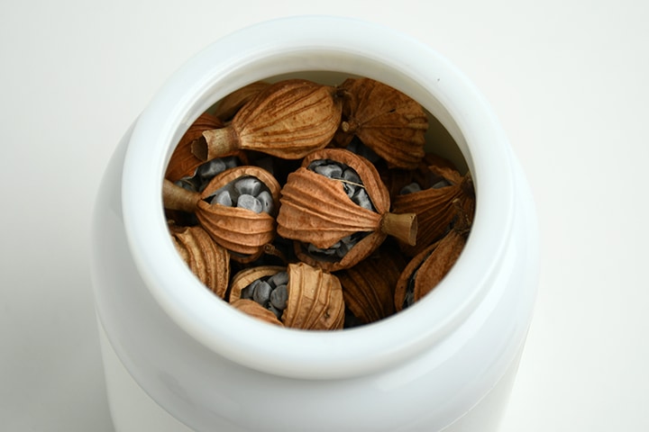 REAL PLANTS 月桃実茶｜恵文社一乗寺店 オンラインショップ