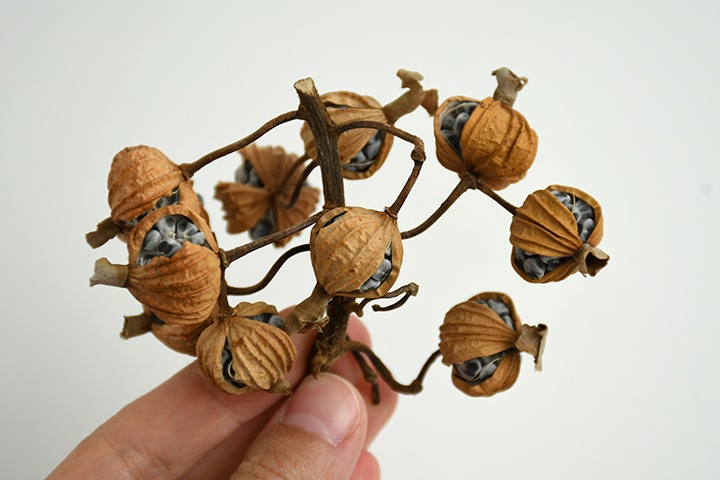 REAL PLANTS 月桃実茶｜恵文社一乗寺店 オンラインショップ