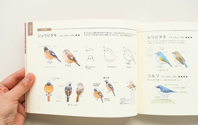 日本の野鳥 お絵描き図鑑｜恵文社一乗寺店 オンラインショップ