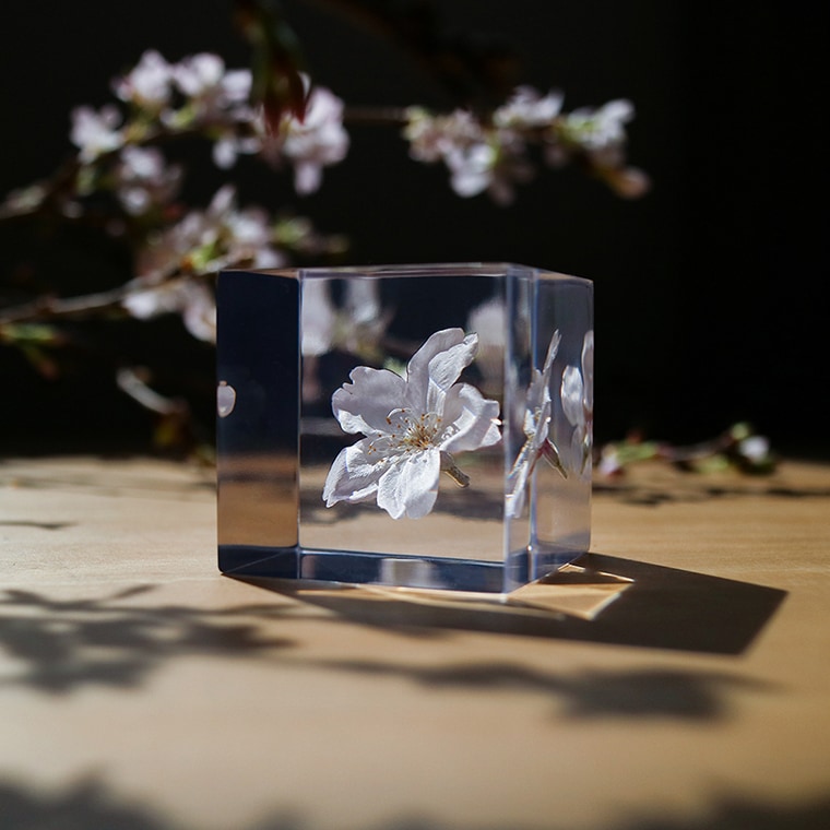 ウサギノネドコ「Sola cube sakura - ソメイヨシノ」｜恵文社一乗寺店