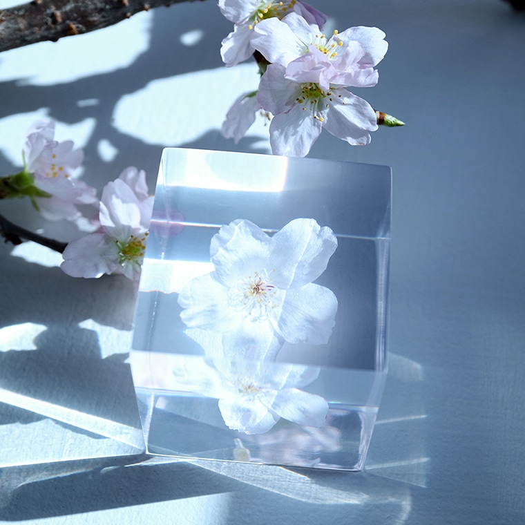 ウサギノネドコ「Sola cube sakura - ソメイヨシノ」｜恵文社一乗寺店