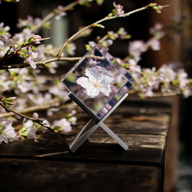 ウサギノネドコ「Sola cube sakura - ソメイヨシノ」｜恵文社一乗寺店