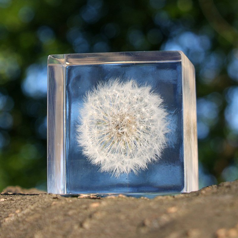ウサギノネドコ　ソラキューブ タンポポ コマツオトメ　2個セット ウサギノネドコ「Sola cube - タンポポ」｜恵文社一乗寺店 オンライン