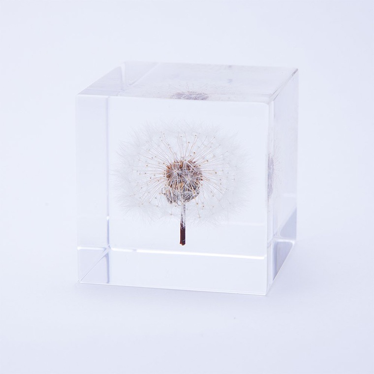 ウサギノネドコ「Sola cube - タンポポ」｜恵文社一乗寺店 オンライン