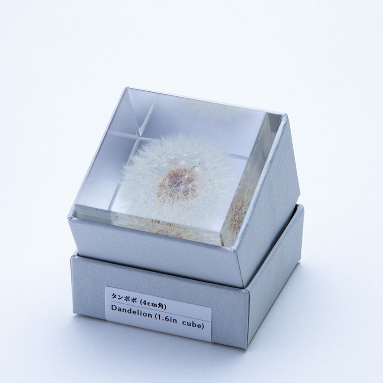 ウサギノネドコ「Sola cube - タンポポ」｜恵文社一乗寺店 オンライン