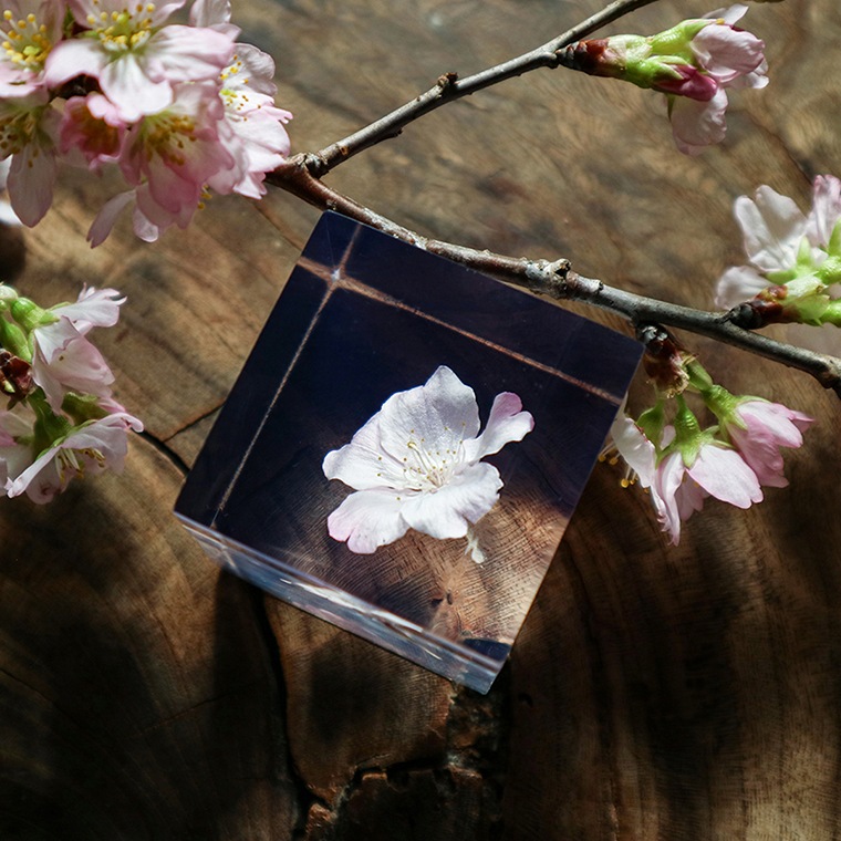 ウサギノネドコ「Sola cube sakura - コマツオトメ」｜恵文社一乗寺店