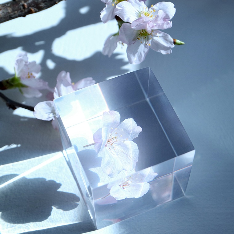 ウサギノネドコ「Sola cube sakura - コマツオトメ」｜恵文社一乗寺店