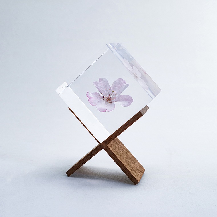 ウサギノネドコ「Sola cube sakura - コマツオトメ」｜恵文社一乗寺店