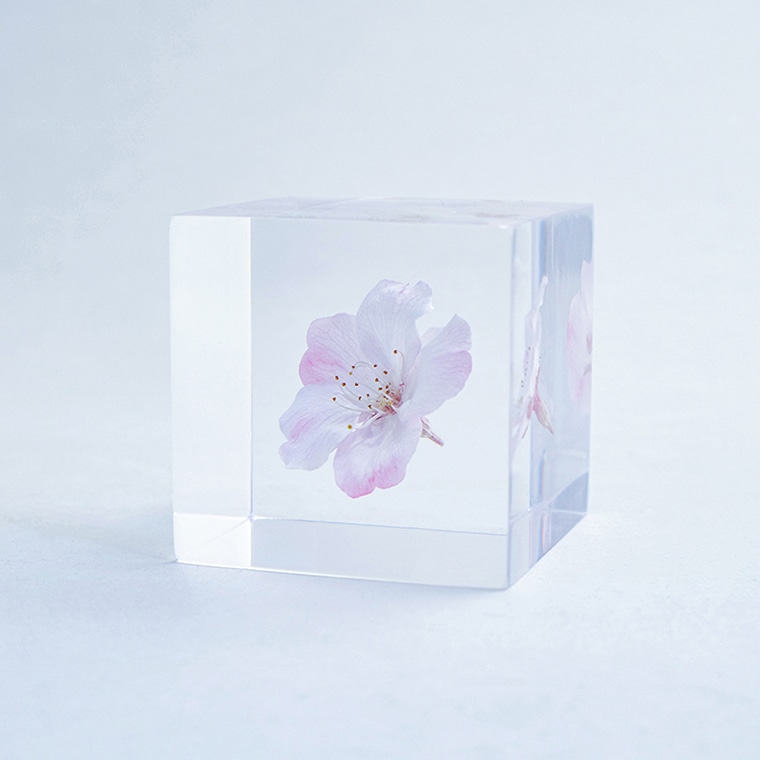 ウサギノネドコ「Sola cube sakura - コマツオトメ」｜恵文社一乗寺店