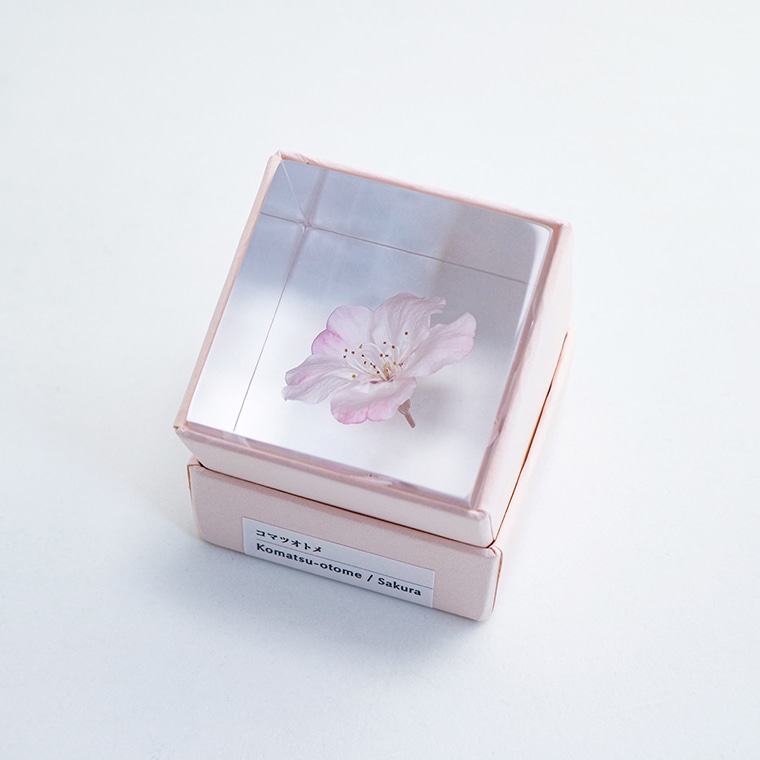 ウサギノネドコ「Sola cube sakura - コマツオトメ」｜恵文社一乗寺店