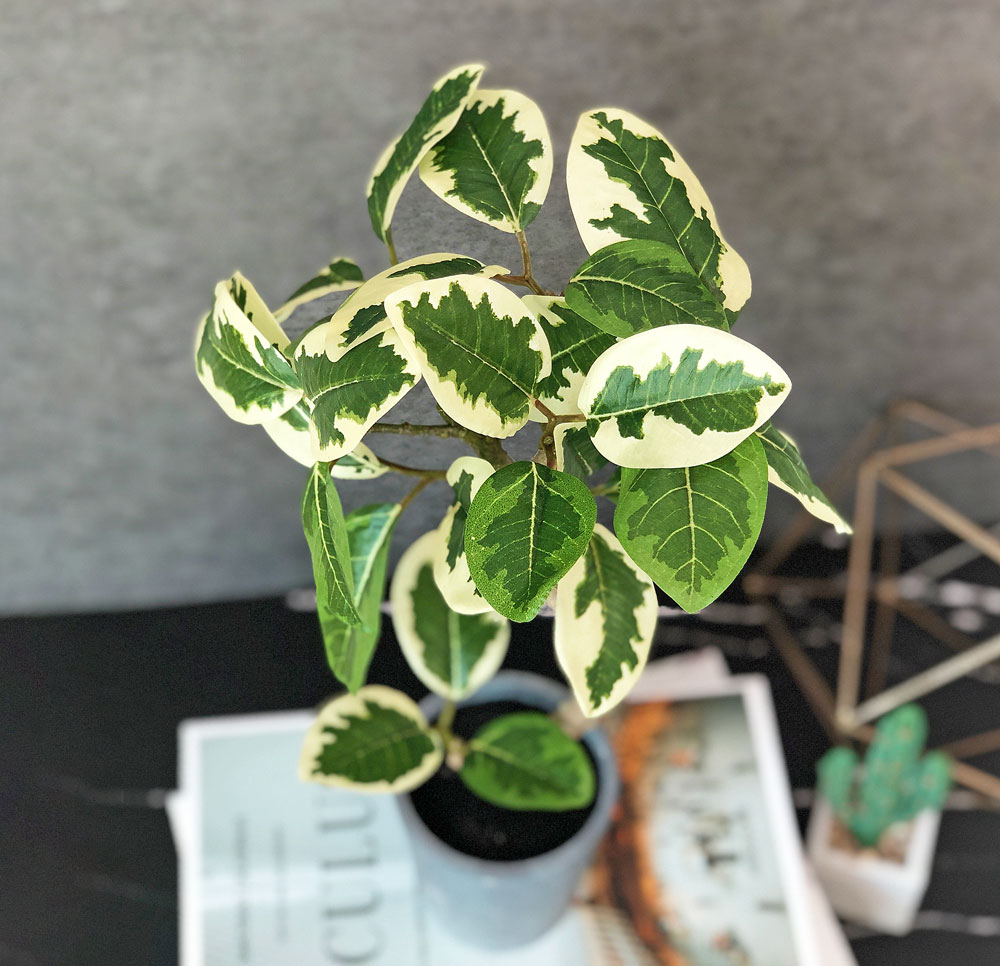 ヴィンテージ MAX FACTOR フェイクグリーンプレスド コンパクト ヴィンテージ MAX FACTOR フェイクグリーンプレスド コンパクト